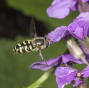 Gulplettet agersvirreflue - Scaeva selenitica